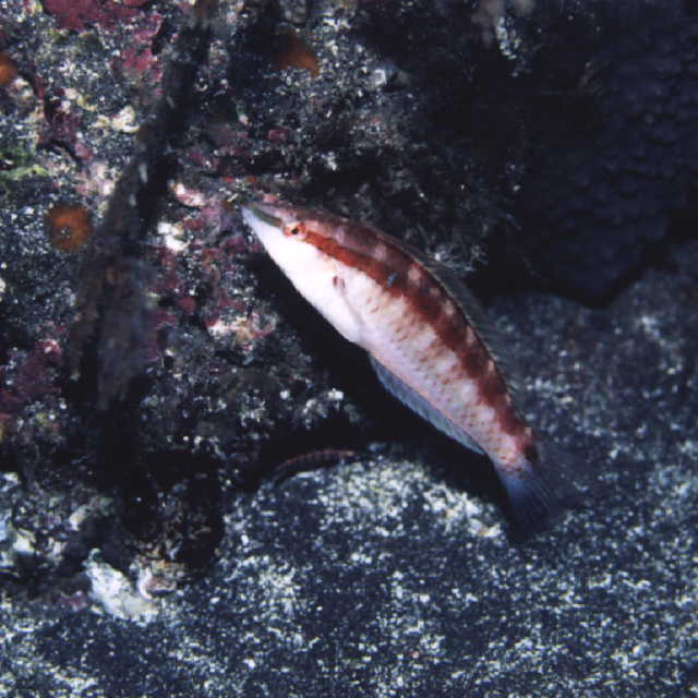 Suezichthys gracilis